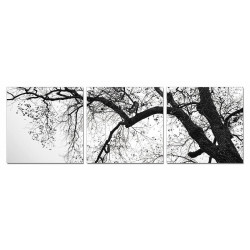 Modrest Branch 3-Panel Photo On Canvas