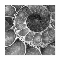 Modrest Golden Ratio Photo On Canvas